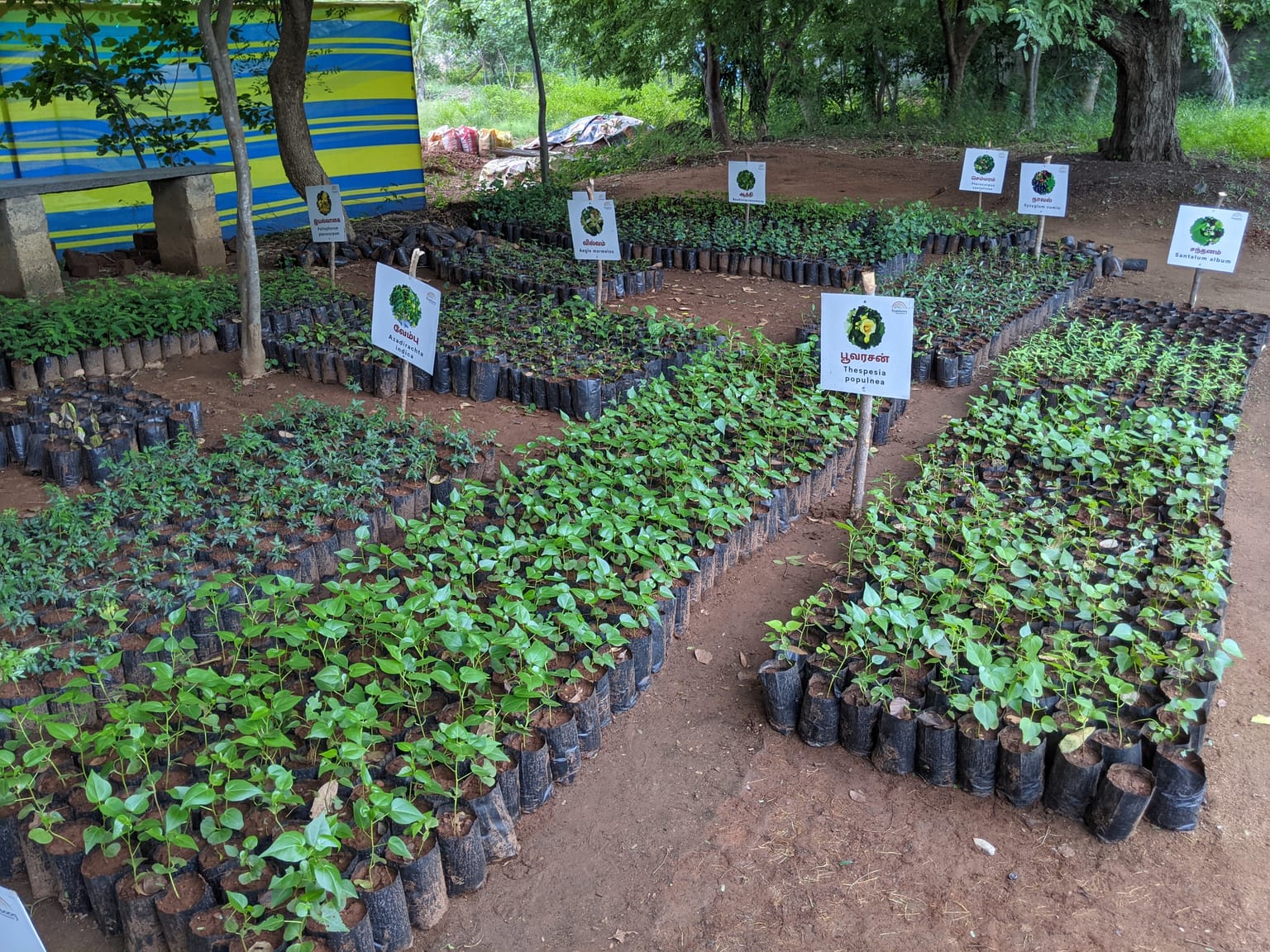 Tree Plantation & Nursery